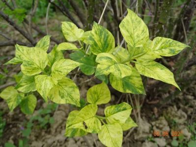 syringa aucubaefolia