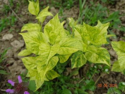 syringa aucubaefolia