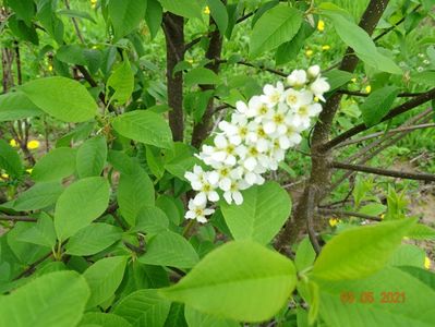 prunus padus