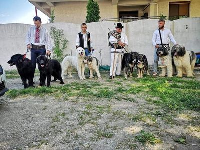 Prezentare de câini ciobanesti romanesti