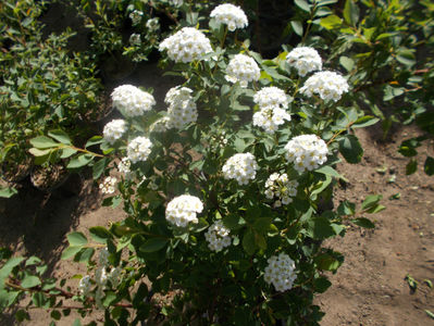 spirea vanhouttei