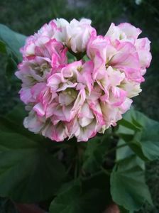 Apple Blossom Rosebud