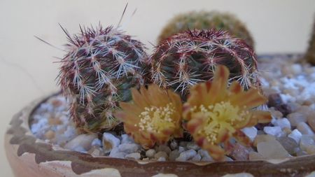 Echinocereus viridiflorus