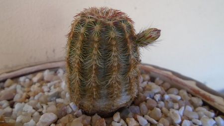 Echinocereus viridiflorus