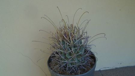 Glandulicactus (Sclerocactus) wrightii