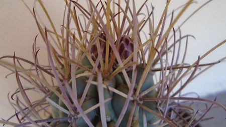 Glandulicactus (Sclerocactus) wrightii