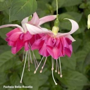 fuchsia-bella-rosella-g-9
