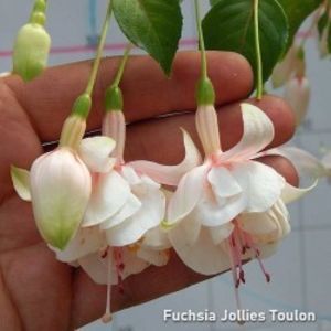 fuchsia-jollies-la-grande-avignon-g9