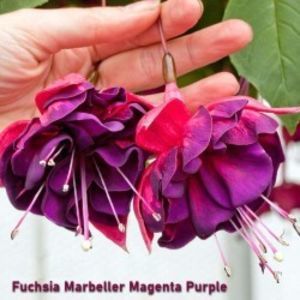 fuchsia-marbeller-purple-rain-g-9