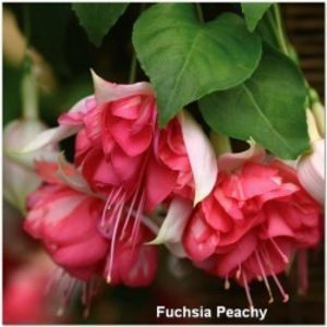 fuchsia-peachy-g-9