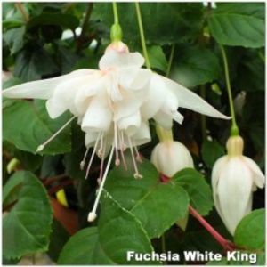 fuchsia-white-king-g-9