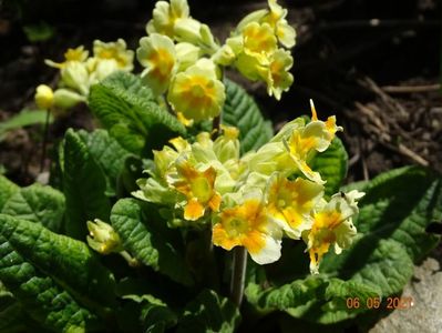 primula veris Orange and Yellow