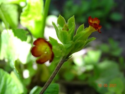 primula veris Orange and Yellow