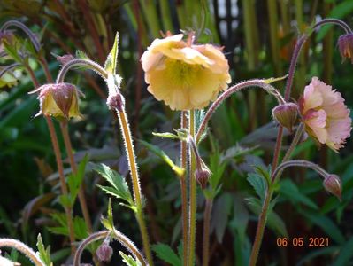 geum Censation Apricot Pearl