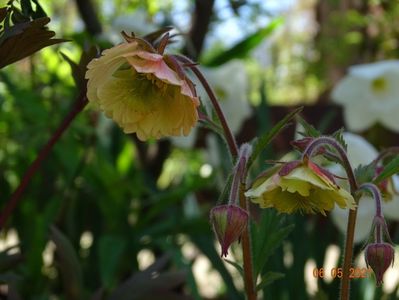 geum Censation Apricot Pearl