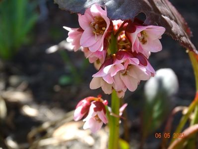 bergenia Pink Dragonfly