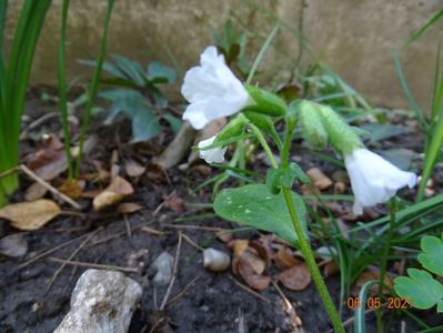 pulmonaria Sissinghurst White