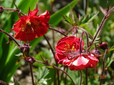 geum Flame of Passion