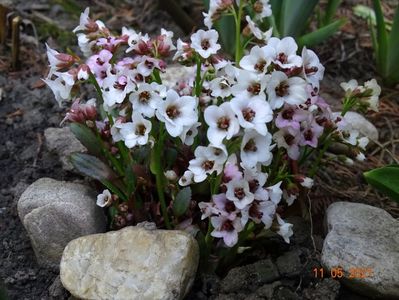 bergenia Dragonfly Angel Kiss