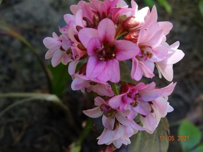 bergenia Pink Dragonfly