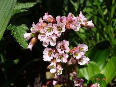 bergenia Rosi Klose