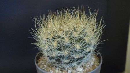 Eriosyce villosa (Neoporteria laniceps)