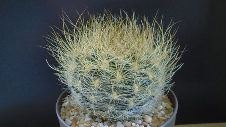 Eriosyce villosa (Neoporteria laniceps)