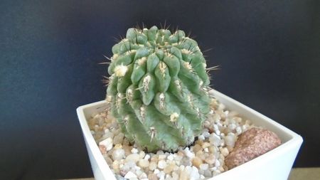 Eriosyce (Neoporteria) heinrichiana