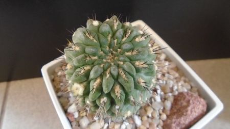 Eriosyce (Neoporteria) heinrichiana