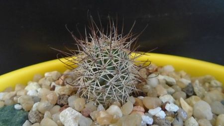 Mammillaria grahamii (Microcarpa)