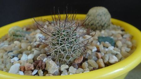 Mammillaria grahamii (Microcarpa)