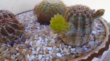 Echinocereus viridiflorus