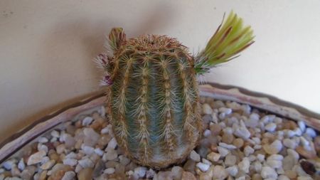 Echinocereus viridiflorus