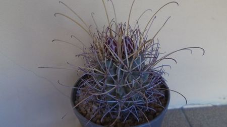 Glandulicactus (Sclerocactus) wrightii