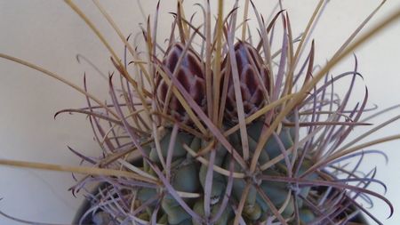 Glandulicactus (Sclerocactus) wrightii