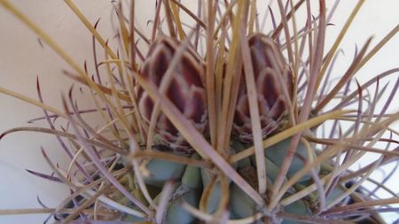 Glandulicactus (Sclerocactus) wrightii