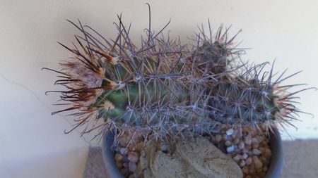 Austrocactus patagonicus (Austrocactus bertinii) (-20 C), boboci