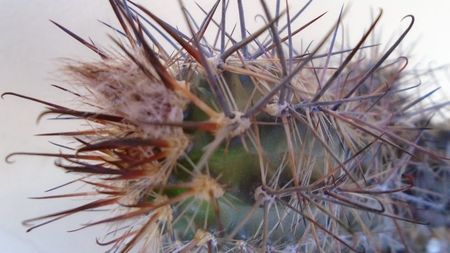 Austrocactus patagonicus (Austrocactus bertinii) (-20 C), boboci