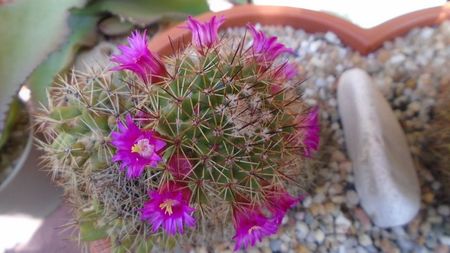 Mammillaria backebergiana