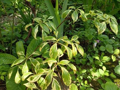 Cornus controversa variegata