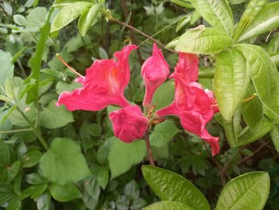 Azalea mollis Juanita