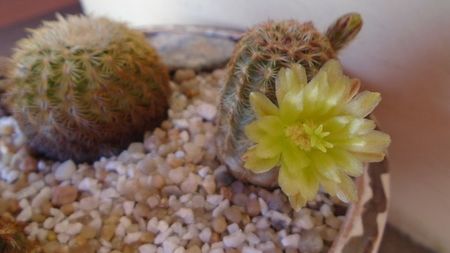 Echinocereus viridiflorus