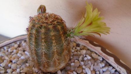 Echinocereus viridiflorus