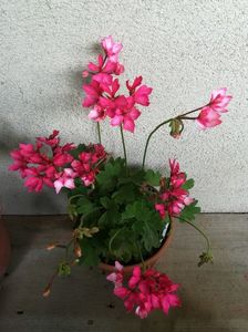 Fireworks Bicolor