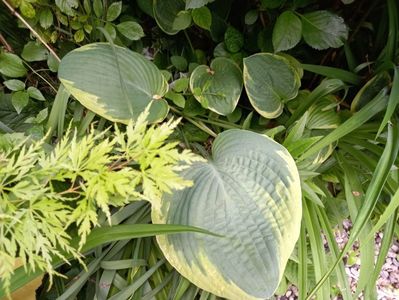 Hosta Northen Exposure