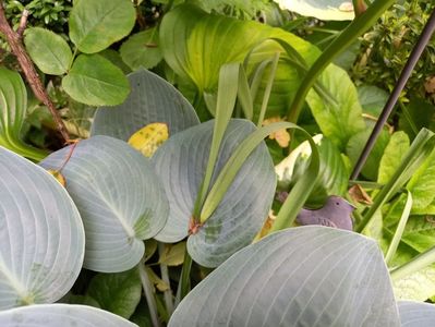 Hosta Moody Blues