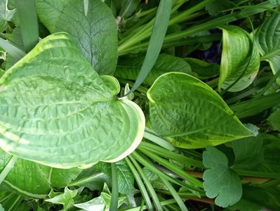 Hosta Frances Williams