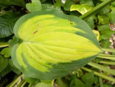 Hosta Lakeside Banana Bay