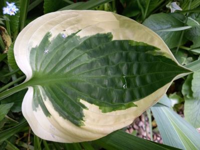 Hosta Minuteman