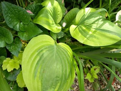 Hosta Moon Split